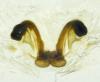 Dictyna uncinata